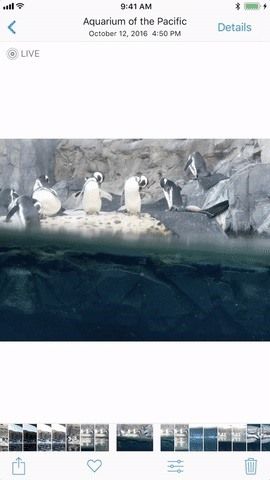 7 лучших новых функций для живых фотографий в iOS 11 для iPhone