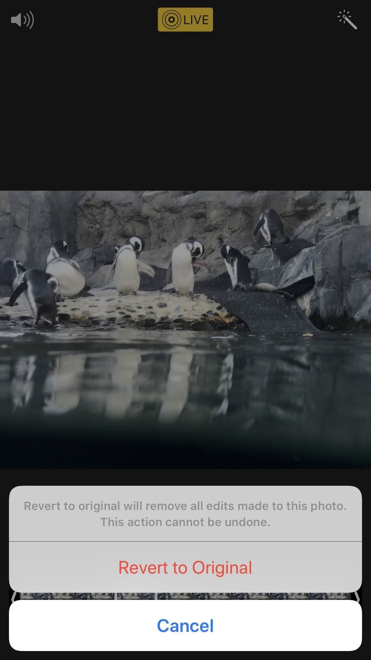 7 лучших новых функций для живых фотографий в iOS 11 для iPhone
