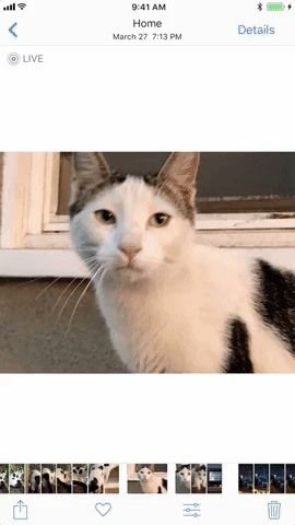 7 лучших новых функций для живых фотографий в iOS 11 для iPhone