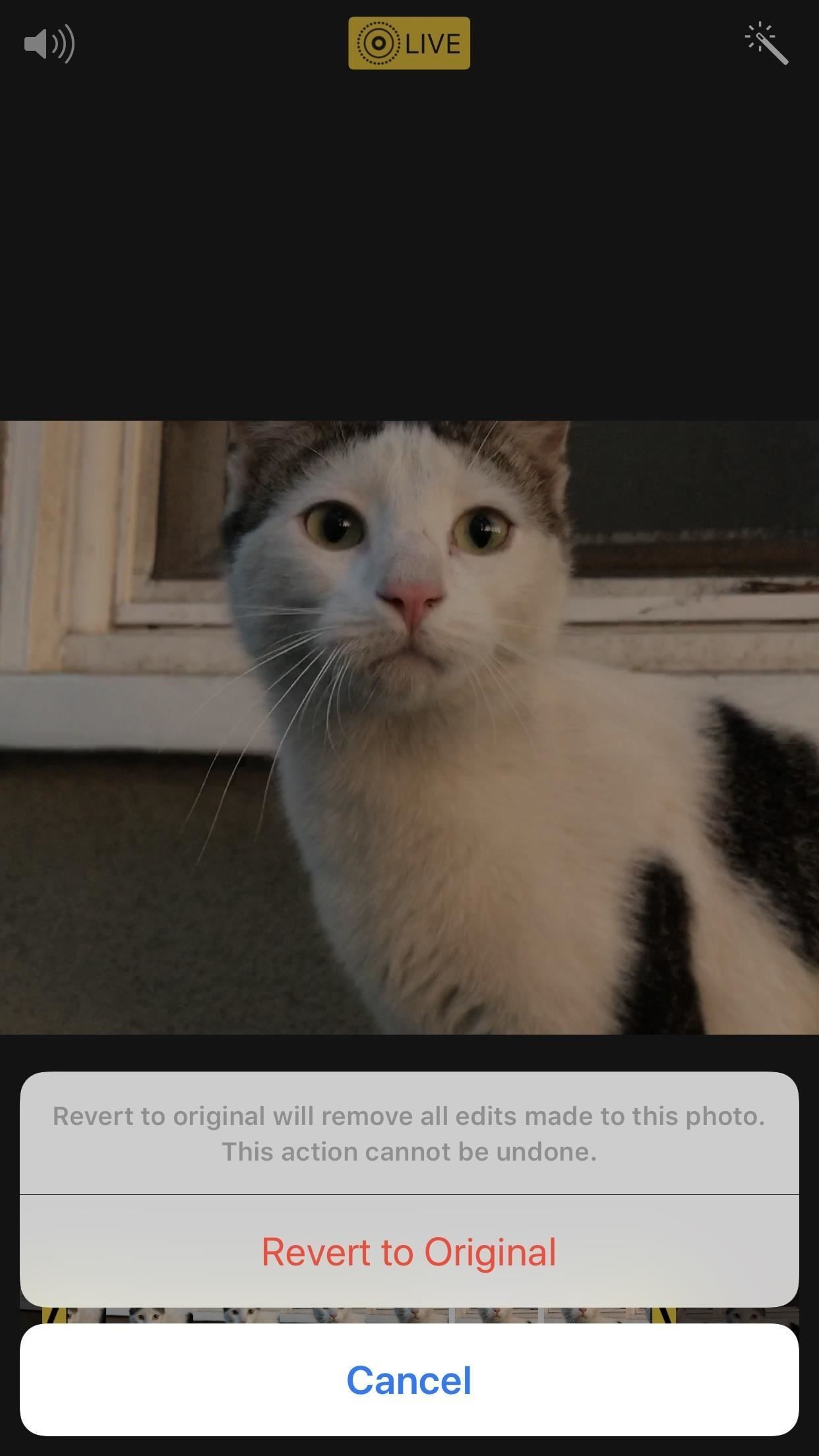7 лучших новых функций для живых фотографий в iOS 11 для iPhone