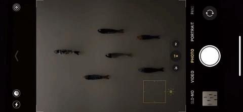 Можно't Find Night Mode on Your iPhone 11, 11 Pro, or 11 Pro Max? Here's Why