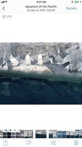 8 лучших новых функций в iOS 11's Photos App for iPhone