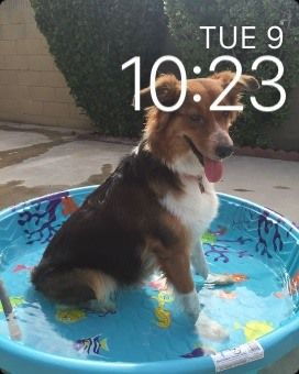 Как получить watchOS 2 Beta на Apple Watch прямо сейчас