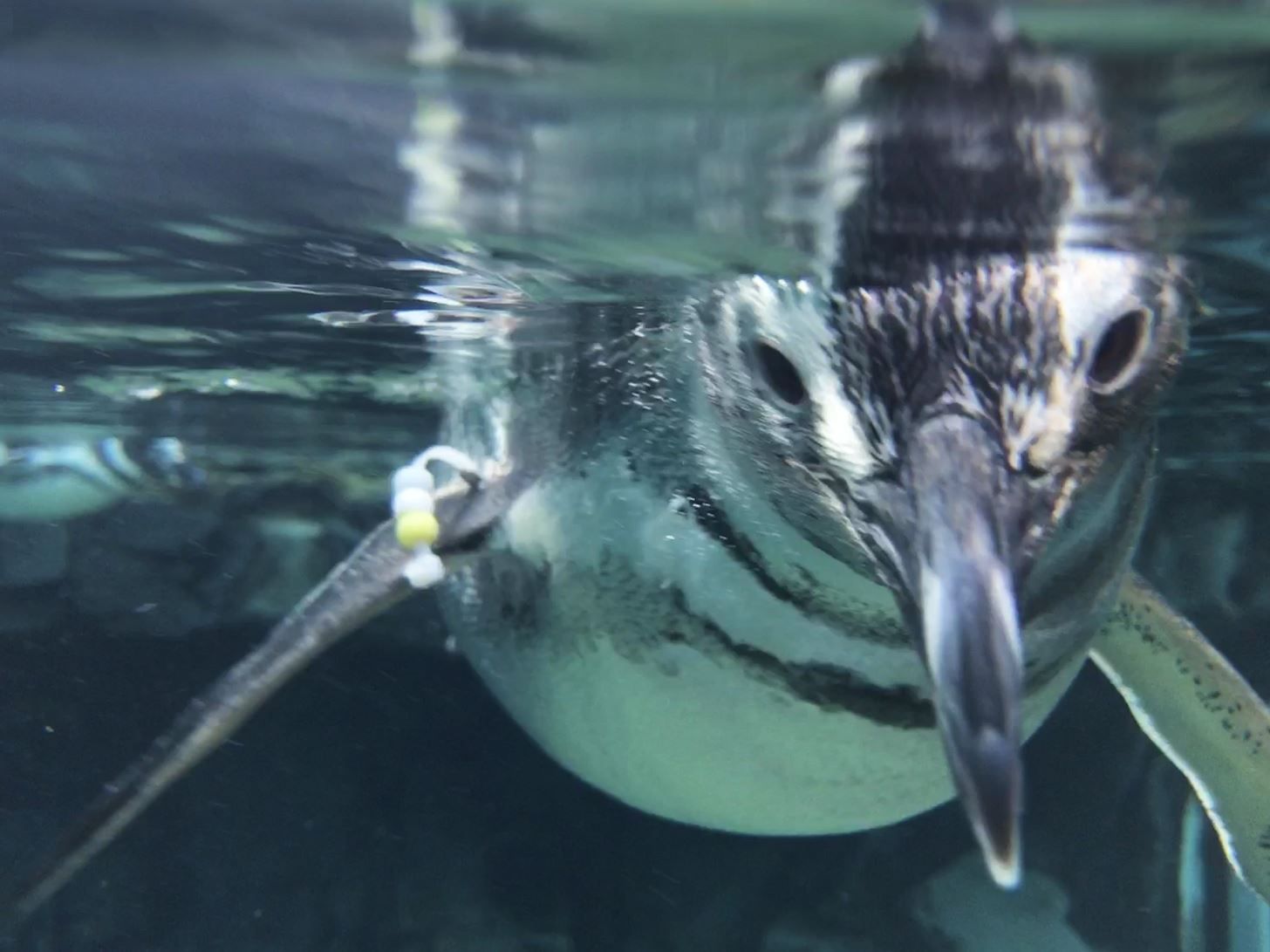 Apple Photos 101: как просматривать, сохранять и редактировать серийные снимки на вашем iPhone