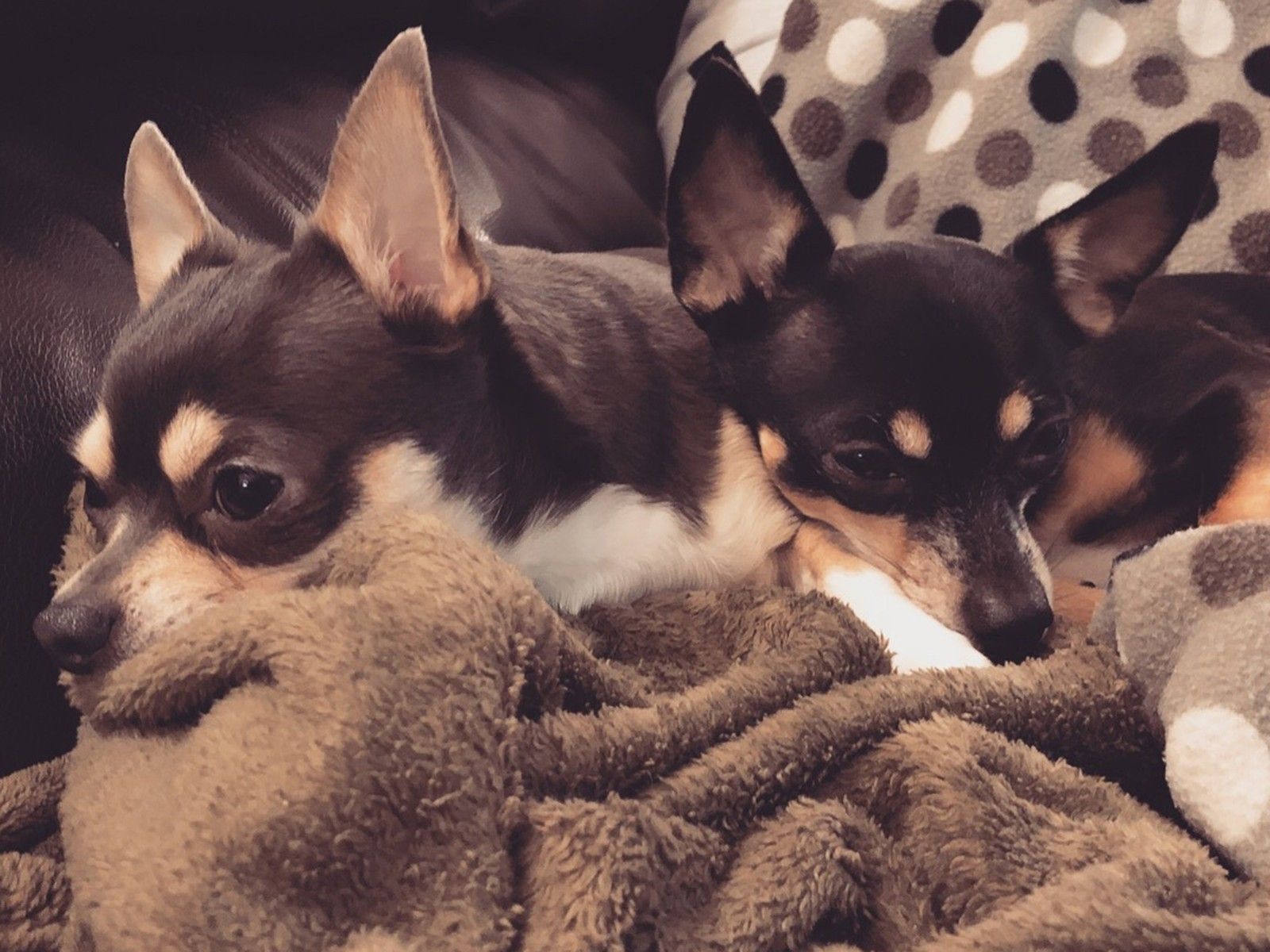 Два чихуахуа отдыхают на флисовом одеяле.