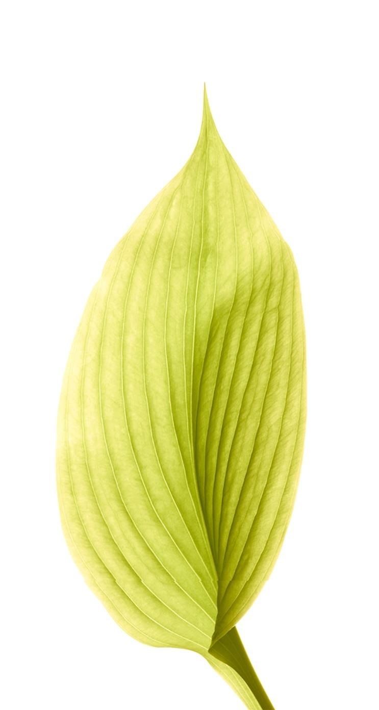 Скачать все 15 обоев с iOS 8 прямо сейчас