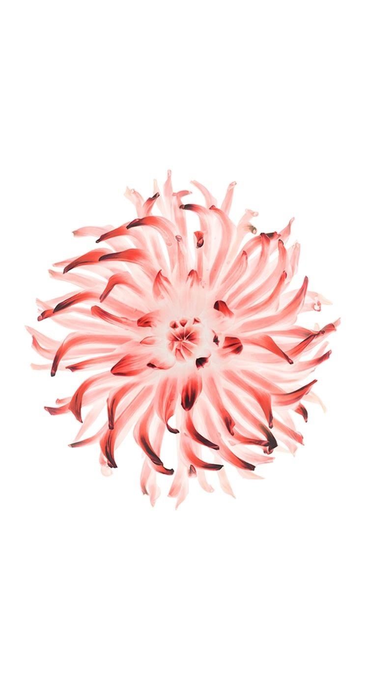 Скачать все 15 обоев с iOS 8 прямо сейчас