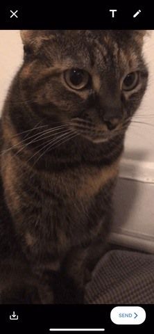 20 советов, которые помогут вам освоить Gboard для iPhone