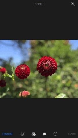 Как найти нормальные фотографии для вашего портретного режима Изображения в iOS 11