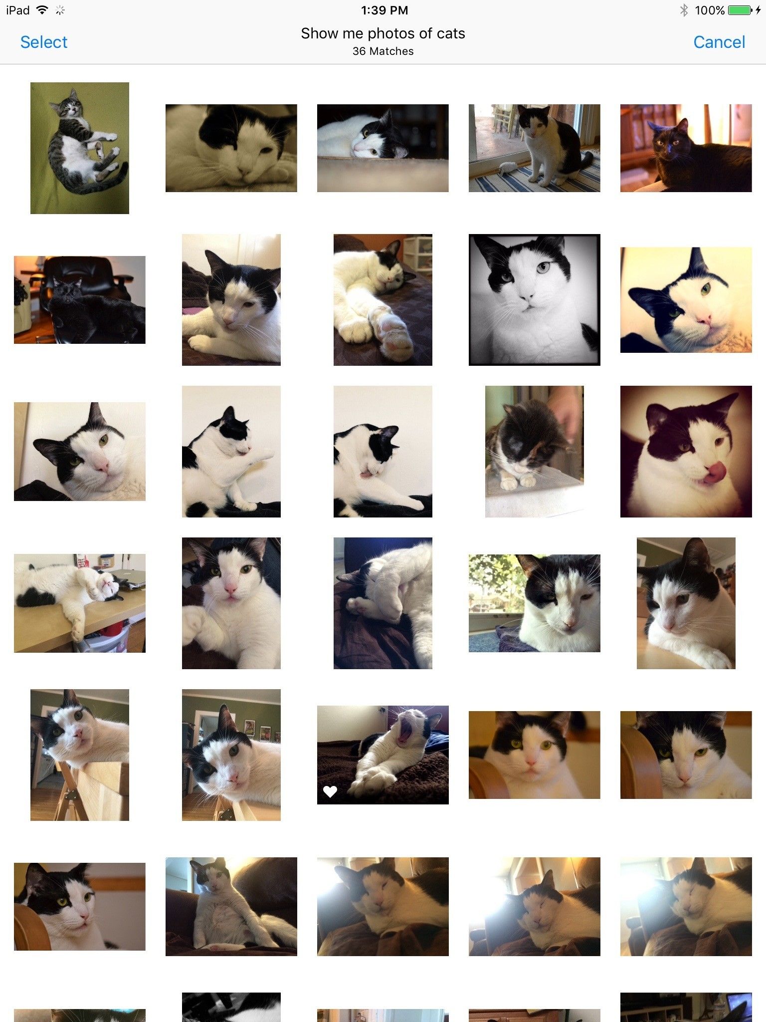 Поиск вещей в фотографиях с Siri