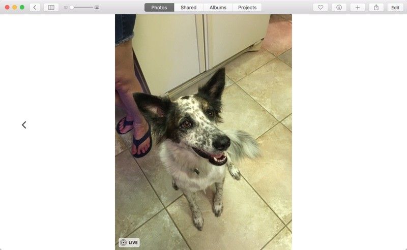 livephotosmac
