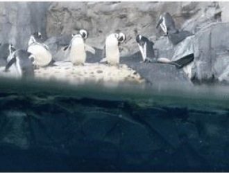 7 лучших новых функций для живых фотографий в iOS 11 для iPhone