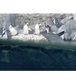 8 лучших новых функций в приложении iOS 11s Photos для iPhone