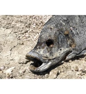 Apple Photos 101: как скрыть изображения и видео с iPhone