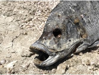 Apple Photos 101: как скрыть изображения и видео с iPhone