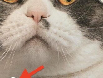 Делайте живые фотографии видеозвонков FaceTime (и защитите себя от записи)