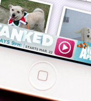 Как ограничить отслеживание целевой рекламы на iPhone и iPad |