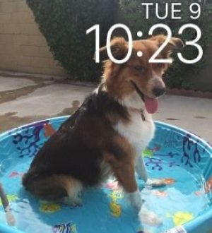 Как получить watchOS 2 Beta на Apple Watch прямо сейчас