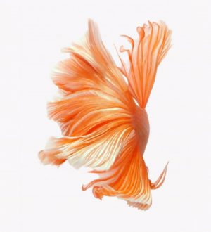 Как получить живые обои с рыбками на свой iPhone