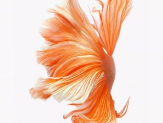 Как получить живые обои с рыбками на свой iPhone