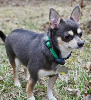 Как присматривать за своими питомцами во время ночной поездки |