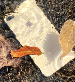 Лучшие приложения, чтобы насладиться осенью: кукурузные лабиринты, подсматривать за листами и многое другое! |