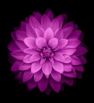 Скачать все 15 обоев с iOS 8 прямо сейчас