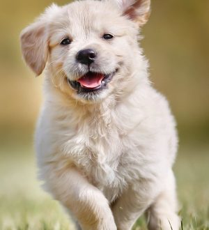 Создание Emoji Art из ваших фотографий с помощью этого забавного инструмента