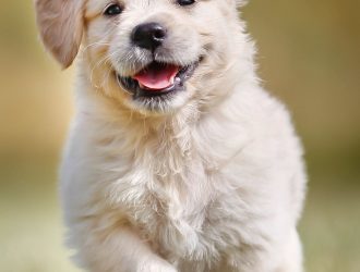 Создание Emoji Art из ваших фотографий с помощью этого забавного инструмента