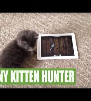 Если вы думали, что Iphones и Ipads были только для человека, вы были мертвы неправильно