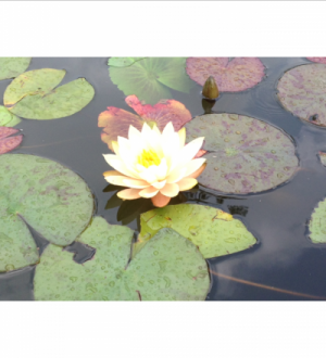 Как обрезать фотографию для общего доступа [iOS 8]