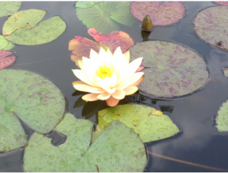 Как обрезать фотографию для общего доступа [iOS 8]